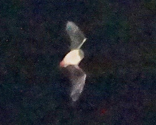 bat